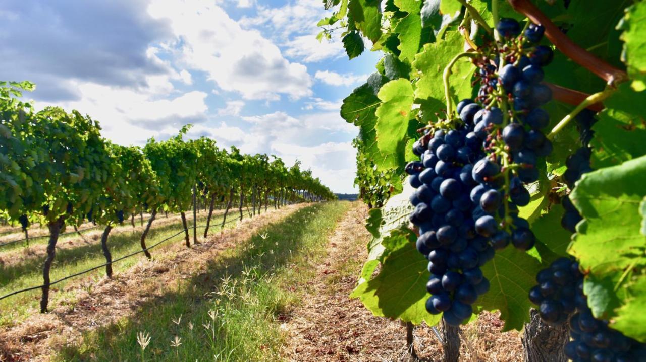 Hanging Tree Wines 포콜빈 외부 사진